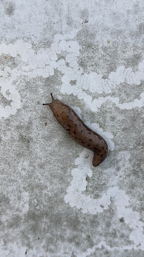 Changeable Mantleslug