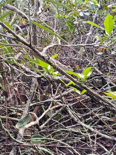 Common Monkey Lizard