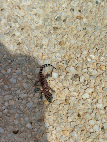 Mediterranean House Gecko