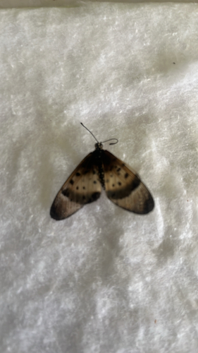 pink acraea