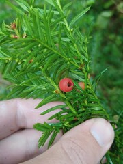 (c) Quinten Wiegersma, some rights reserved (CC BY) Taxus canadensis, photograph (c) Quinten Wiegersma, some rights reserved (CC BY)