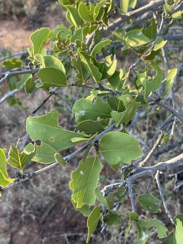 Psydrax latifolius, 2026-09-15