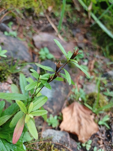 Oenothera perennis, photograph 3