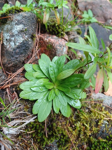 Oenothera perennis, photograph 2
