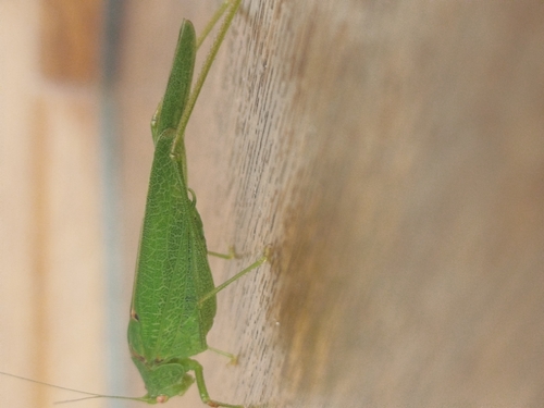 Mediterranean Katydid