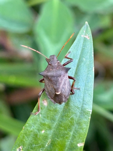 Spiny Shield Bug