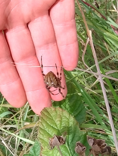 Four-spot Orbweaver