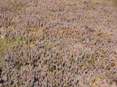 Chloropyron maritimum maritimum