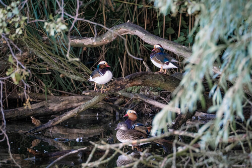 Mandarin Duck