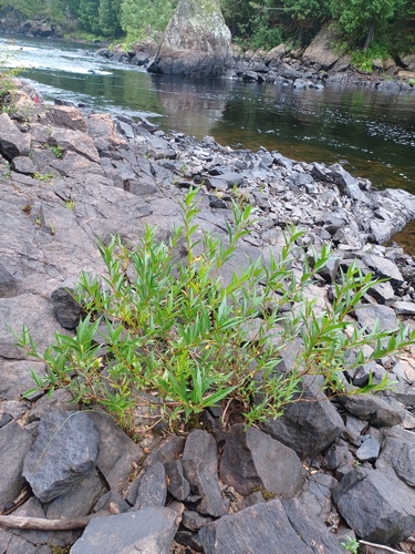 Salix lucida, photograph 4