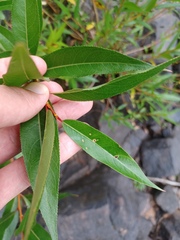 Salix lucida, photograph (c) Quinten Wiegersma, some rights reserved (CC BY)