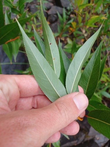 Salix lucida, photograph 6