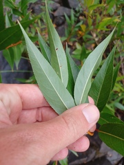 Salix lucida, photograph (c) Quinten Wiegersma, some rights reserved (CC BY)
