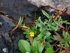 Oenothera perennis