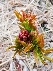 Sorbus sambucifolia