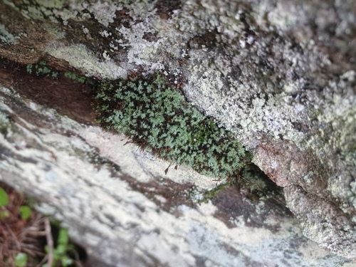 Saelania glaucescens observed 2026-09-09
