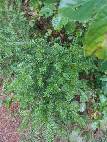 Taxus canadensis, photograph 4