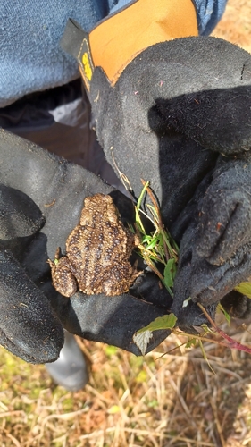 European Toad