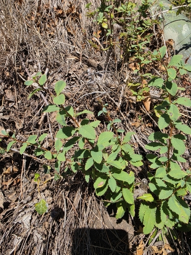 European barberry