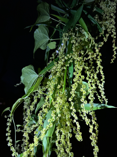 Dioscorea tokoro observed 2026-09-15