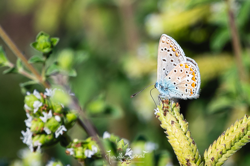 Common Blue