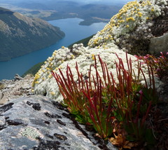 Epilobium crassum