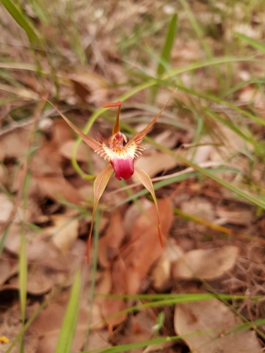 Image of Caladenia ferruginea by (c) Em Lamond, some rights reserved (CC BY)