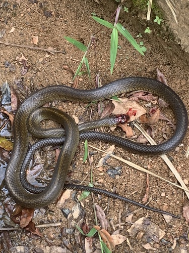 Oriental Rat Snake