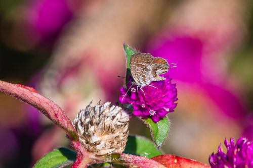Common Geranium-bronze