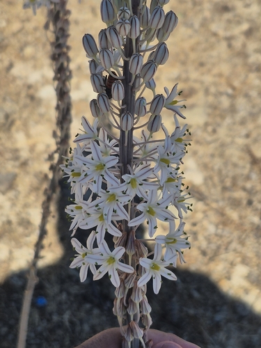 sea squill