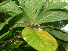 Duroia costaricensis