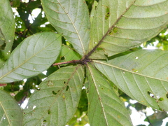 Duroia costaricensis