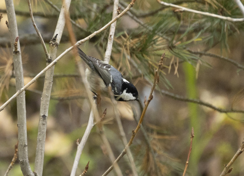Coal Tit
