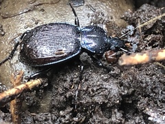 Sphaeroderus