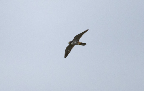 Eurasian Hobby