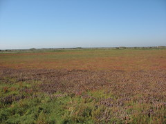 Chloropyron maritimum maritimum