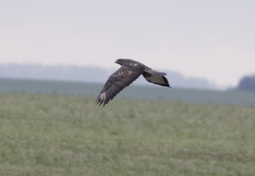 Common Buzzard