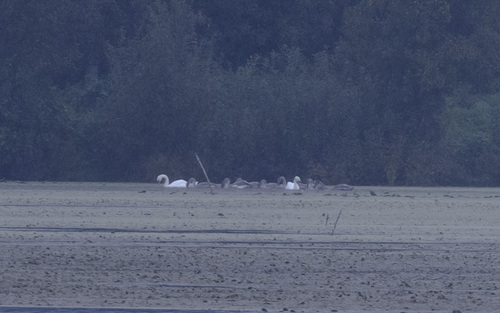 Mute Swan
