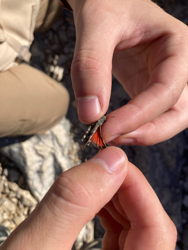 Balkan Band-winged Grasshopper