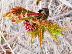 Sorbus sambucifolia