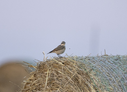 Northern Wheatear