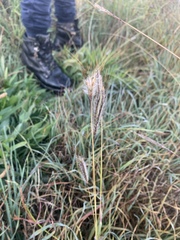 Dichanthium sericeum