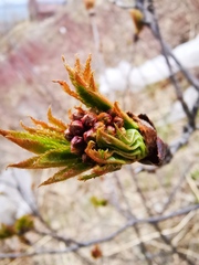 Sorbus sambucifolia