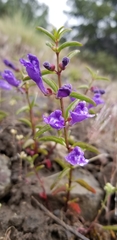 Scutellaria angustifolia
