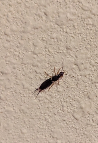 European Earwig