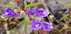 Scutellaria angustifolia