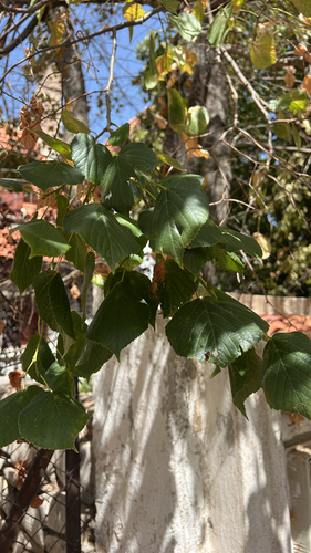 Little-leaf Linden