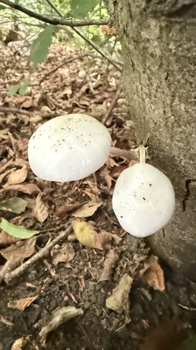 porcelain mushroom