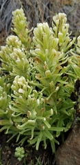 Castilleja xanthotricha