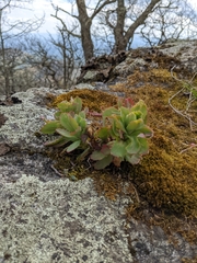 Hylotelephium telephioides